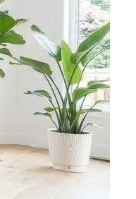 Noah 36" Live Bird of Paradise Plant in Planter