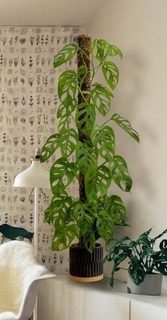 Anchor Planter for XL-Line Moss Pole - Flutes - 2.5L